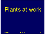 Science Quiz Plants